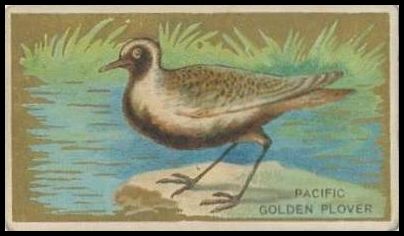 29 Pacific Golden Plover